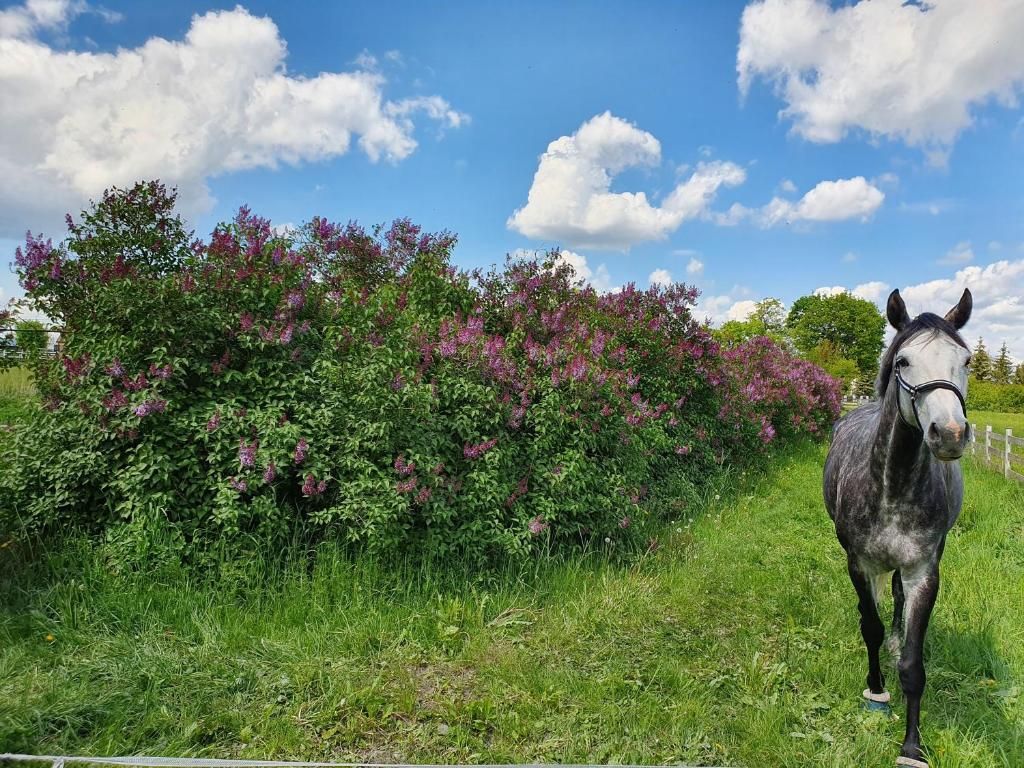 Un caballo en un campo herboso con flores moradas y cielo despejado.