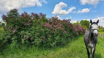 Un caballo en un campo herboso con flores moradas y cielo despejado.
