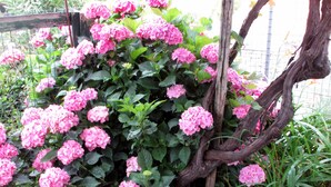 Un jardín con arbustos de hortensia rosa bajo una pérgola de madera.