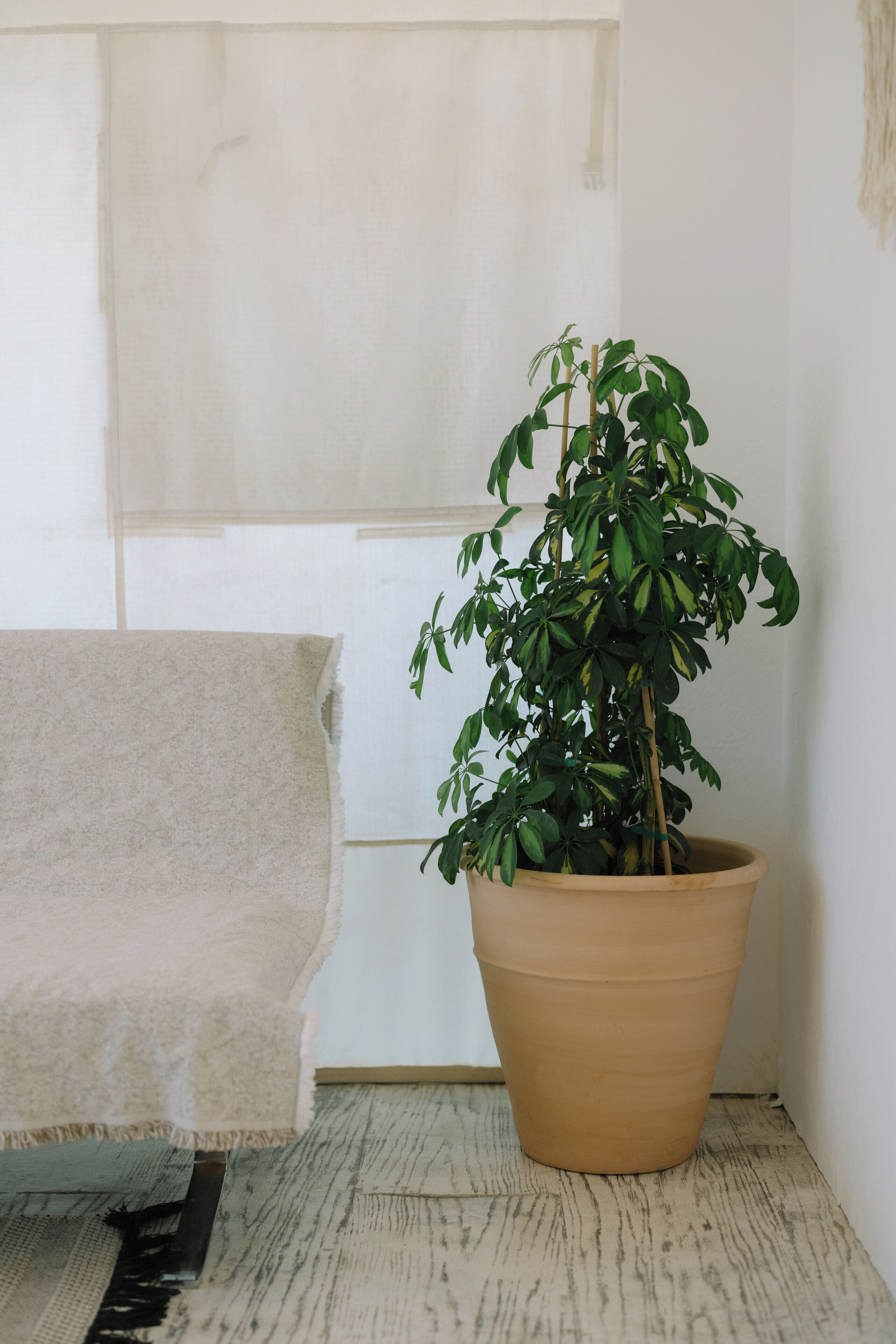 A potted plant in a corner with a white wall and a window in the background.