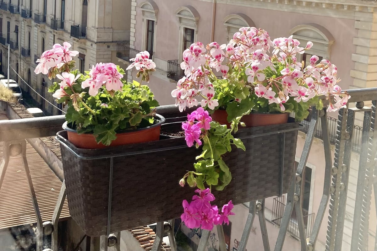 Un balcón con geranios en macetas y vistas a un edificio histórico con ventanas de arco y tejado de tejas.