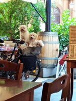 Um espaço ao ar livre com mesa e cadeiras, uma bicicleta e uma cesta com dois cães pequenos.