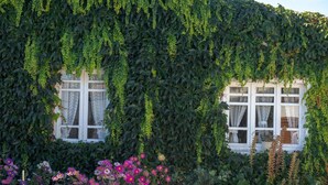 A building partially covered with ivy, featuring two windows with white frames and lace curtains. - Casa Lourido (Sada)