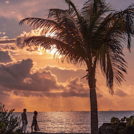 A sunset view with a palm tree and ocean.