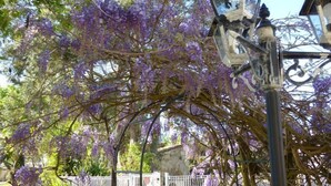A street lamp with a decorative design, surrounded by purple wisteria flowers. - Le Coeur des Vignes (Pauillac)
