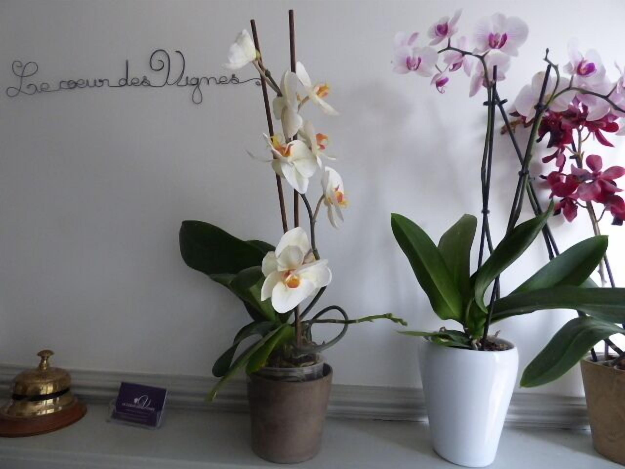 Three orchid plants in different pots on a shelf.
