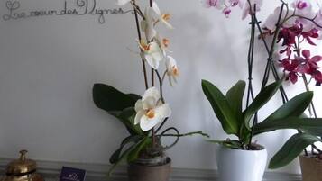 Three orchid plants in different pots on a shelf.