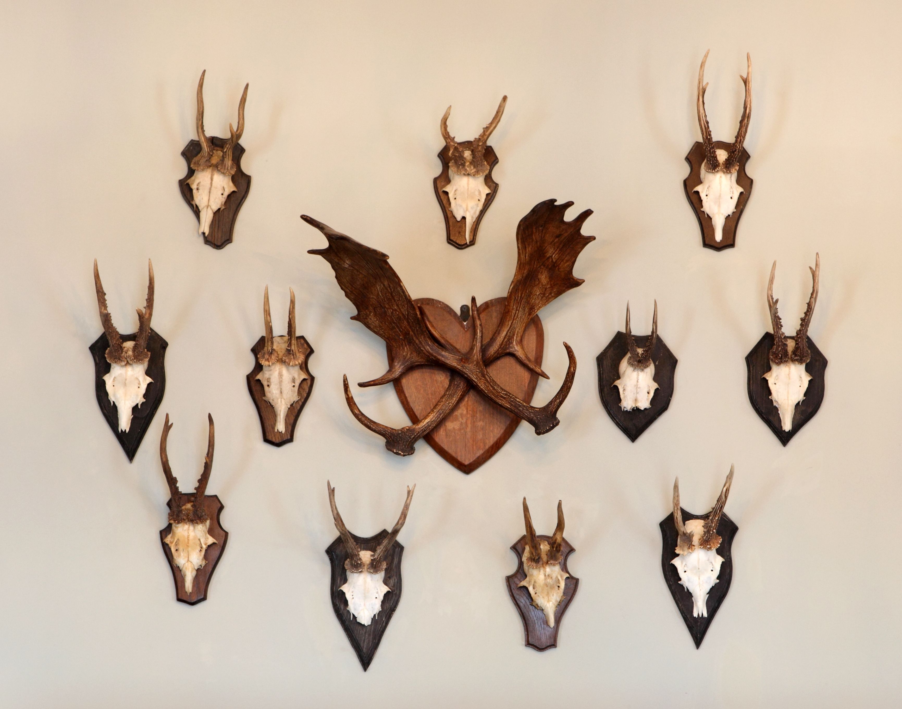 A collection of mounted animal skulls arranged in a circular pattern on a wall.