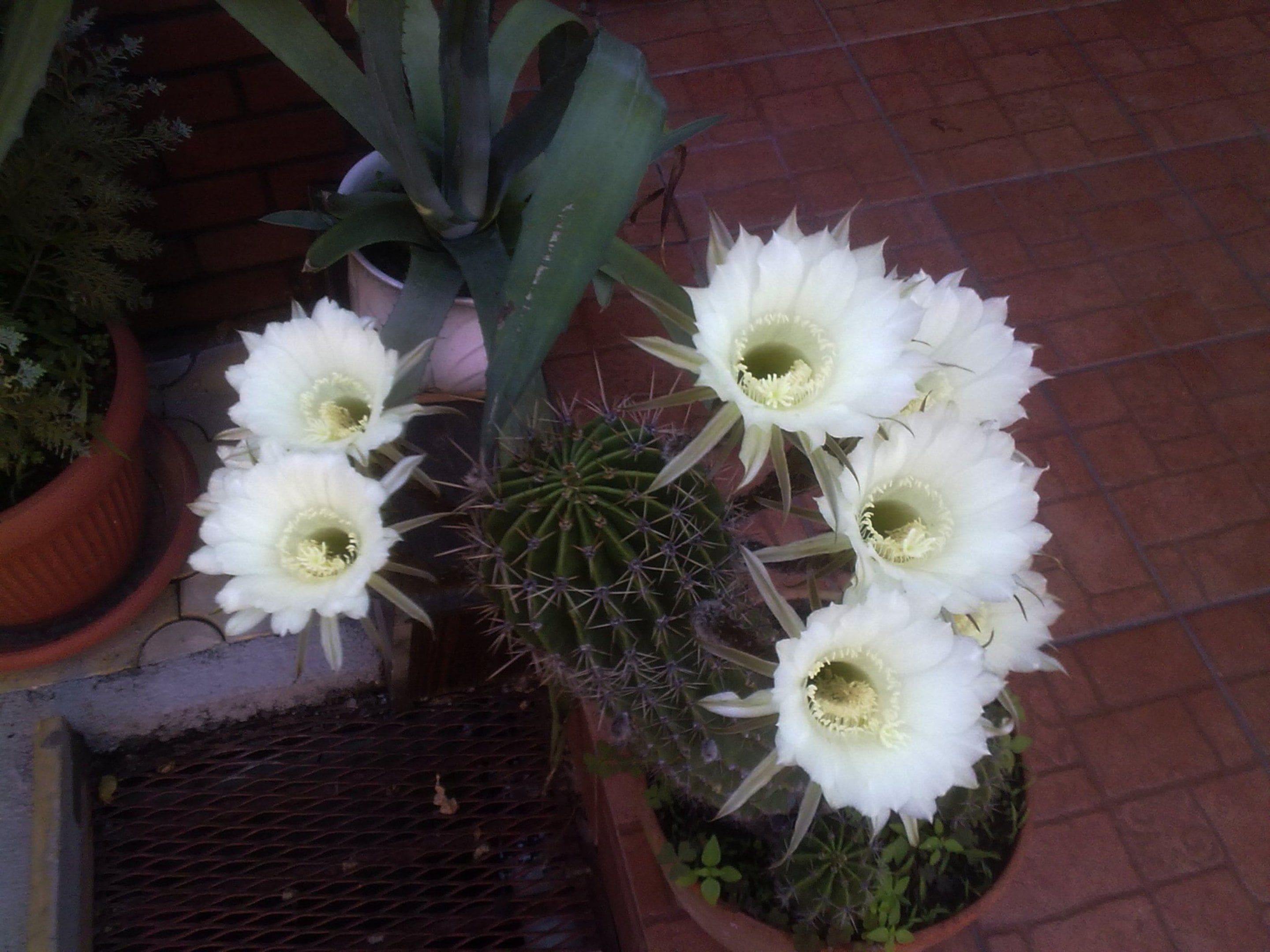 Foto - Casa Mica Guesthouse