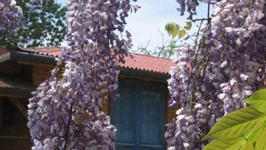Un bâtiment à la façade en bois, une fenêtre ornée de rideaux bleus et une glycine violette qui retombe sur le devant.