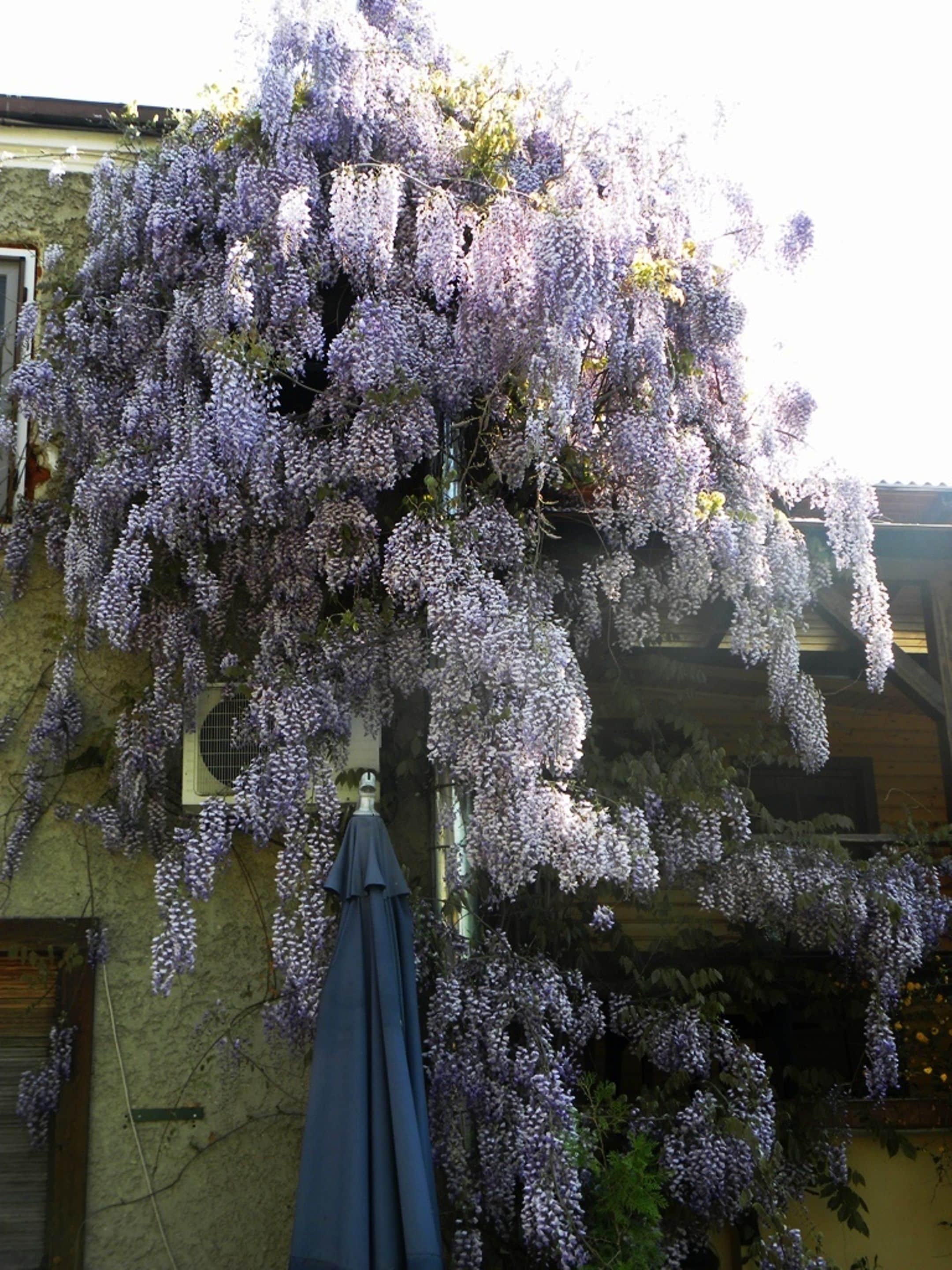 Foto - Casa Mica Guesthouse