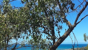 Un paysage côtier avec une plage, des arbres et une vue dégagée sur l’océan.
