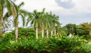Surrounded by lush palm trees and vibrant flowers, this serene garden offers a peaceful escape.