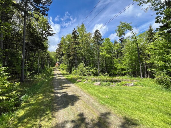 A forested path leading to a house surrounded by trees.