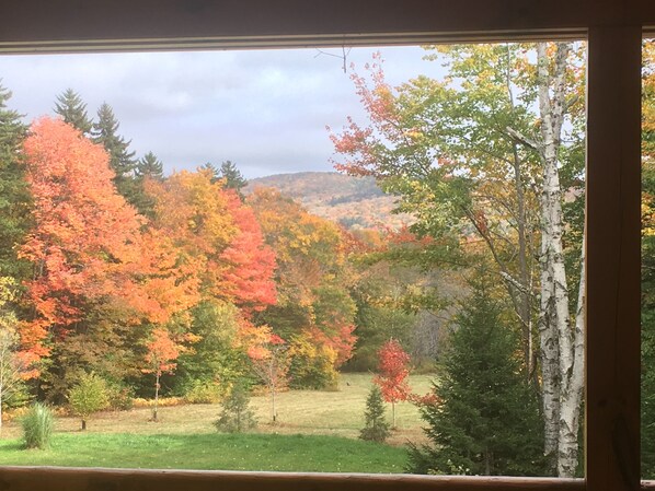 A view through a window of a forested area with autumn foliage, a birch tree, and a grassy field.