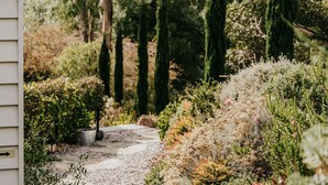 A garden pathway leading to a house with a variety of shrubs and trees.