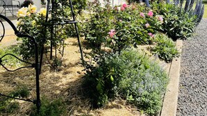 Un edifici blanc amb un jardí a la façana, incloent roses i altres plantes.