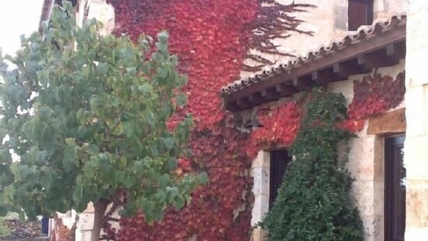 A building with a stone facade partially covered in red ivy.