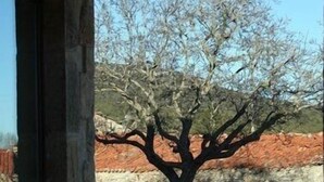 A tree in a stone planter with a clear sky in the background.