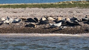 A rocky beach with seals resting on the shore. - Close-by is a spacious pet friendly bungalow close to the Quay - a hidden gem (Blakeney)