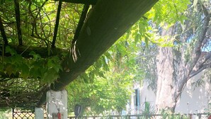 En hängmatta under en träpergola i en trädgård med pool och ett staket i bakgrunden.