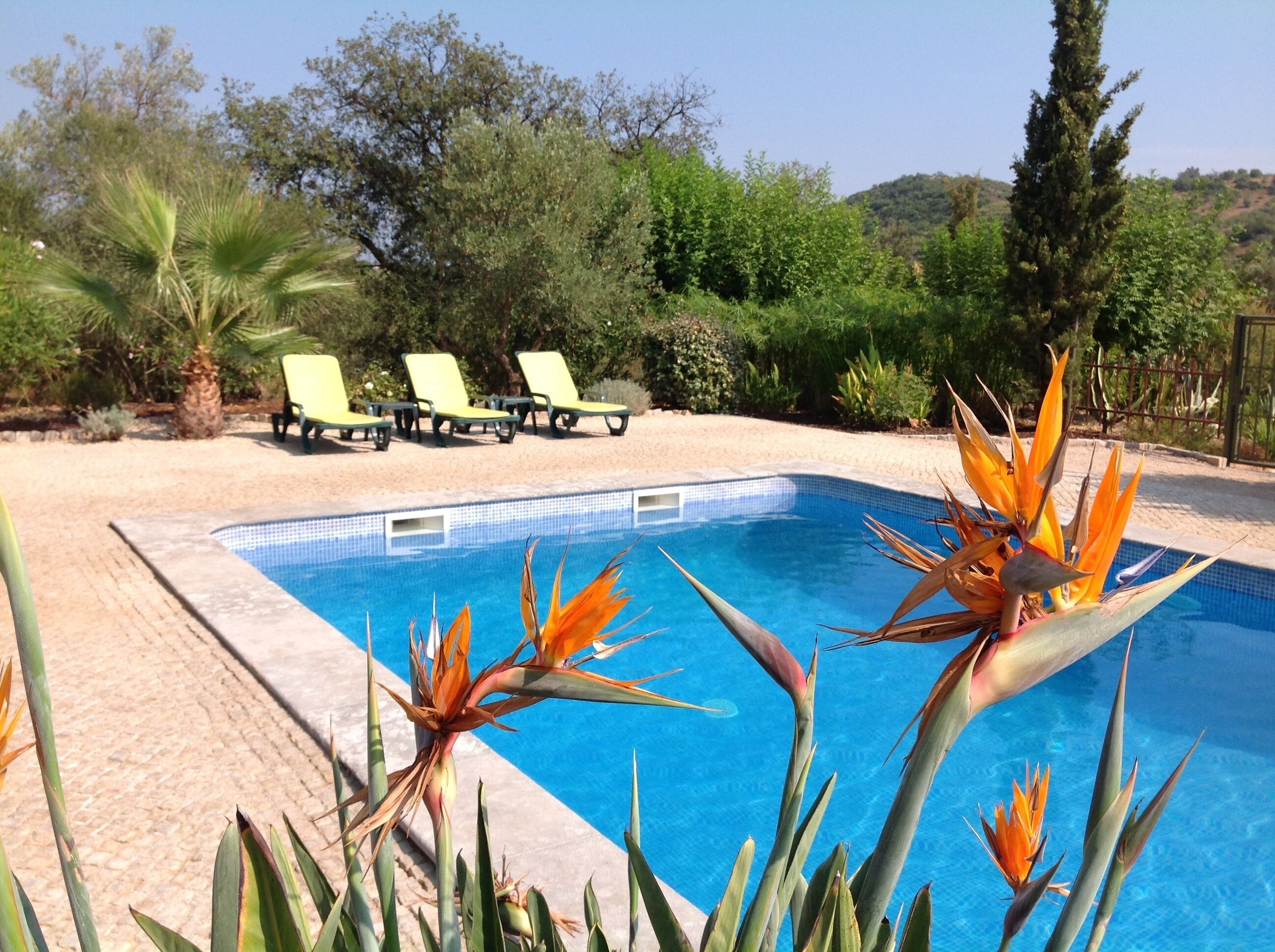 A swimming pool with a tiled edge, surrounded by a paved area with lounge chairs and various plants.
