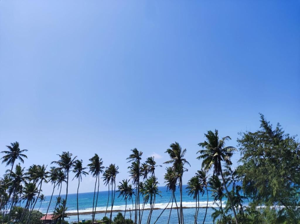 Blick auf einen Strand mit Palmen und dem Meer.