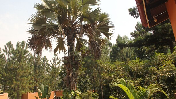 A palm tree in a lush garden with a building in the background. - Saltek Forest cottages (Masindi)