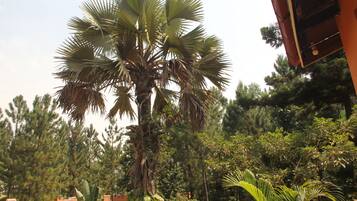 Ngoại thất