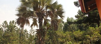 Saltek Forest cottages