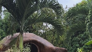 Une structure rustique, semblable à une grotte, dotée d’une porte en bois et entourée de gravier et de plantes tropicales.