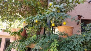A building with a large potted lemon tree in front of a pink wall. - Dar Soulaimane Ourika (Ourika)