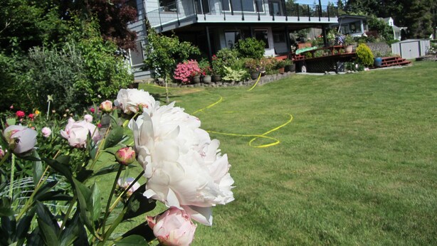 A house with a large lawn, a tennis court, and a garden with flowers. - Lake front - Upper floor - no animal- allergies  (Federal Way)