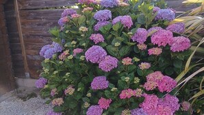 Un jardin agrémenté de buissons d’hortensias aux nuances de rose et de violet, d’une clôture en bois et d’un chemin de gravier.