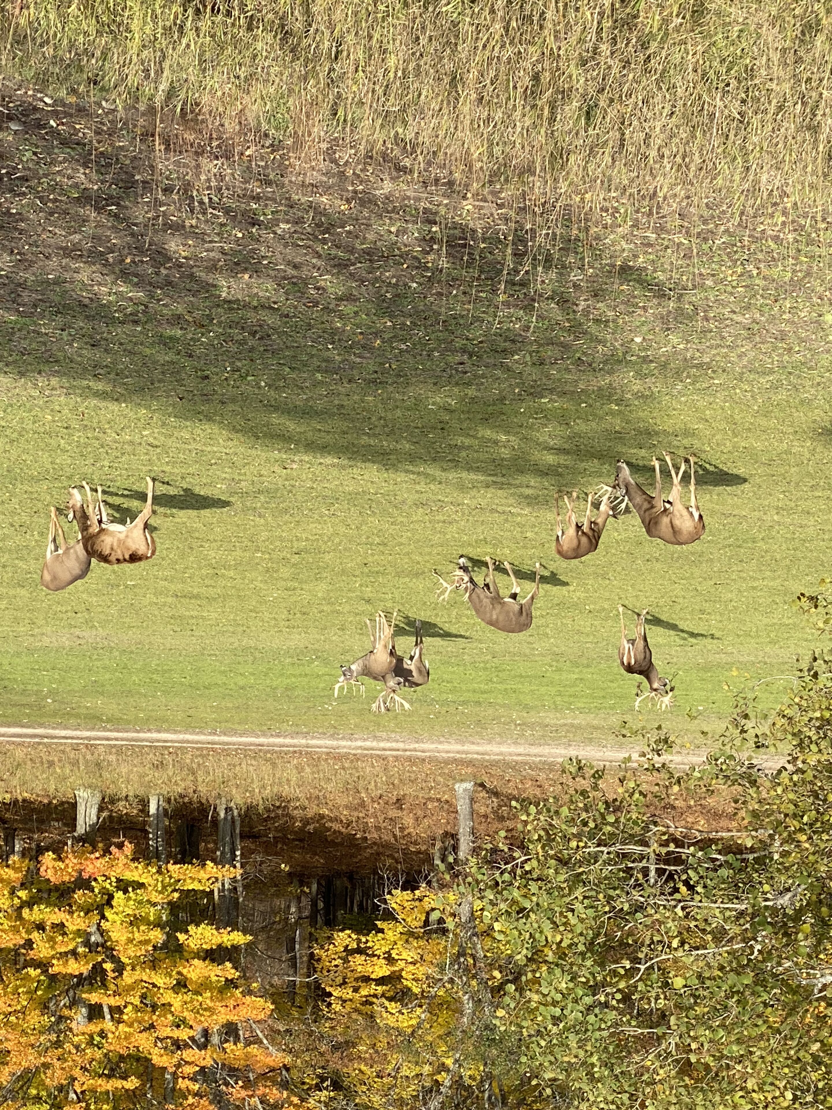 Un campo cubierto de hierba con varios ciervos descansando.