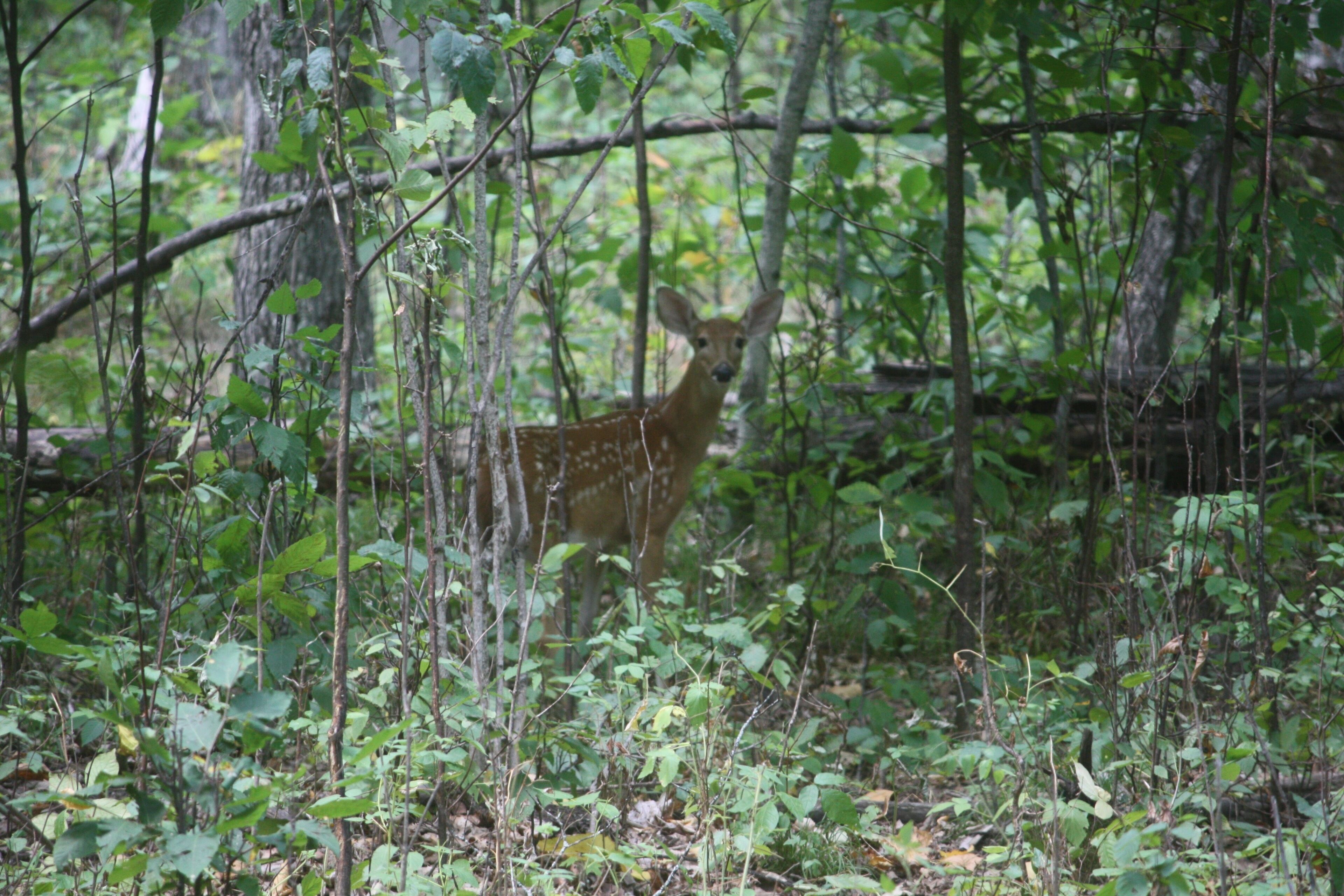 Un cerf dans une zone boisée, caractérisée par une végétation dense et de nombreux arbres.
