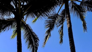 Una playa con palmeras, una orilla arenosa y un cielo azul despejado.