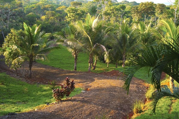 A lush landscape with palm trees and a dirt path.