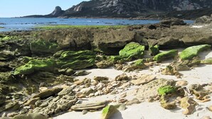 Una playa rocosa con rocas cubiertas de algas verdes y una montaña al fondo.