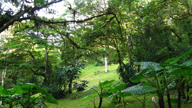 A lush, green forested area with a grassy path leading through it. - Naturalist's Cloud Forest Retreat (Monteverde)