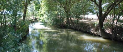 Une rivière paisible, bordée d’une végétation luxuriante et d’arbres.