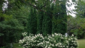 Ein Garten mit verschiedenen Bäumen und blühenden Sträuchern.