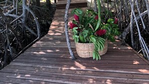 A wooden pathway surrounded by dense mangrove trees leading to a building with steps. - Isla Venado. Private Island in Cholon, Cartagena. (Cartagena)