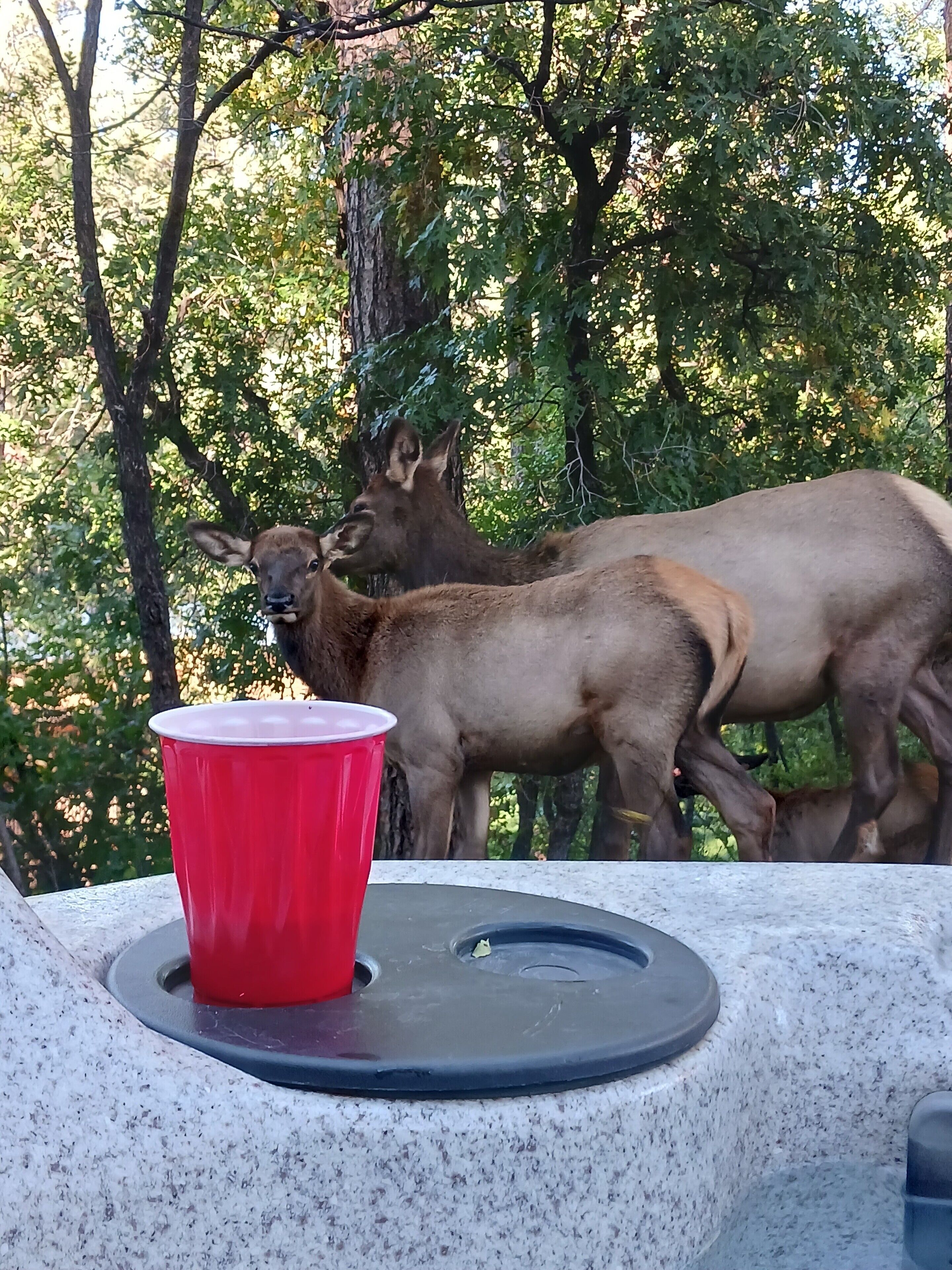 Een rode beker op een tafel, met een natuurlijke achtergrond buiten.