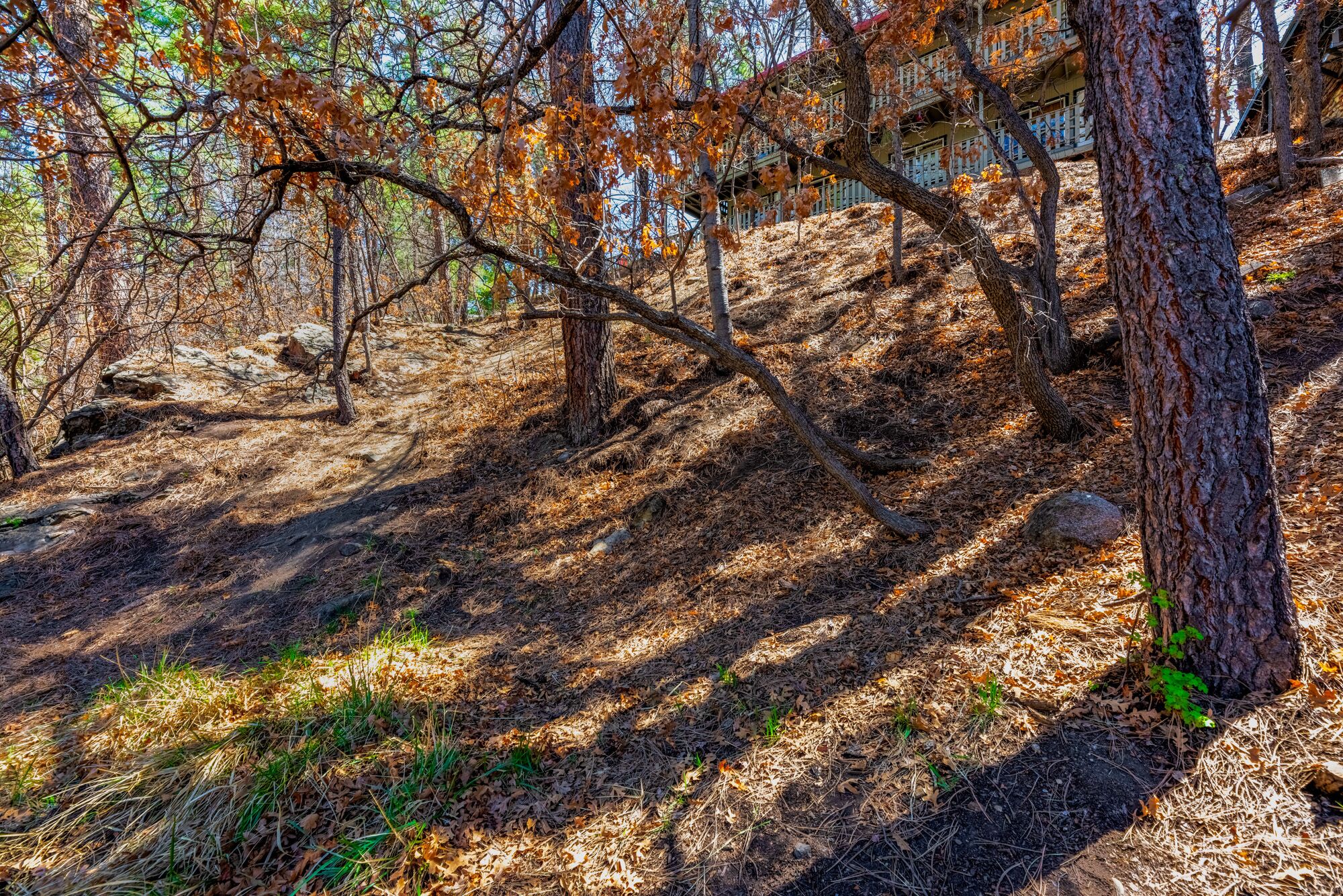 A forested area with a dirt path, trees, and a building in the background.