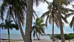 Une plage bordée de palmiers et une rangée de chaises de plage vides.