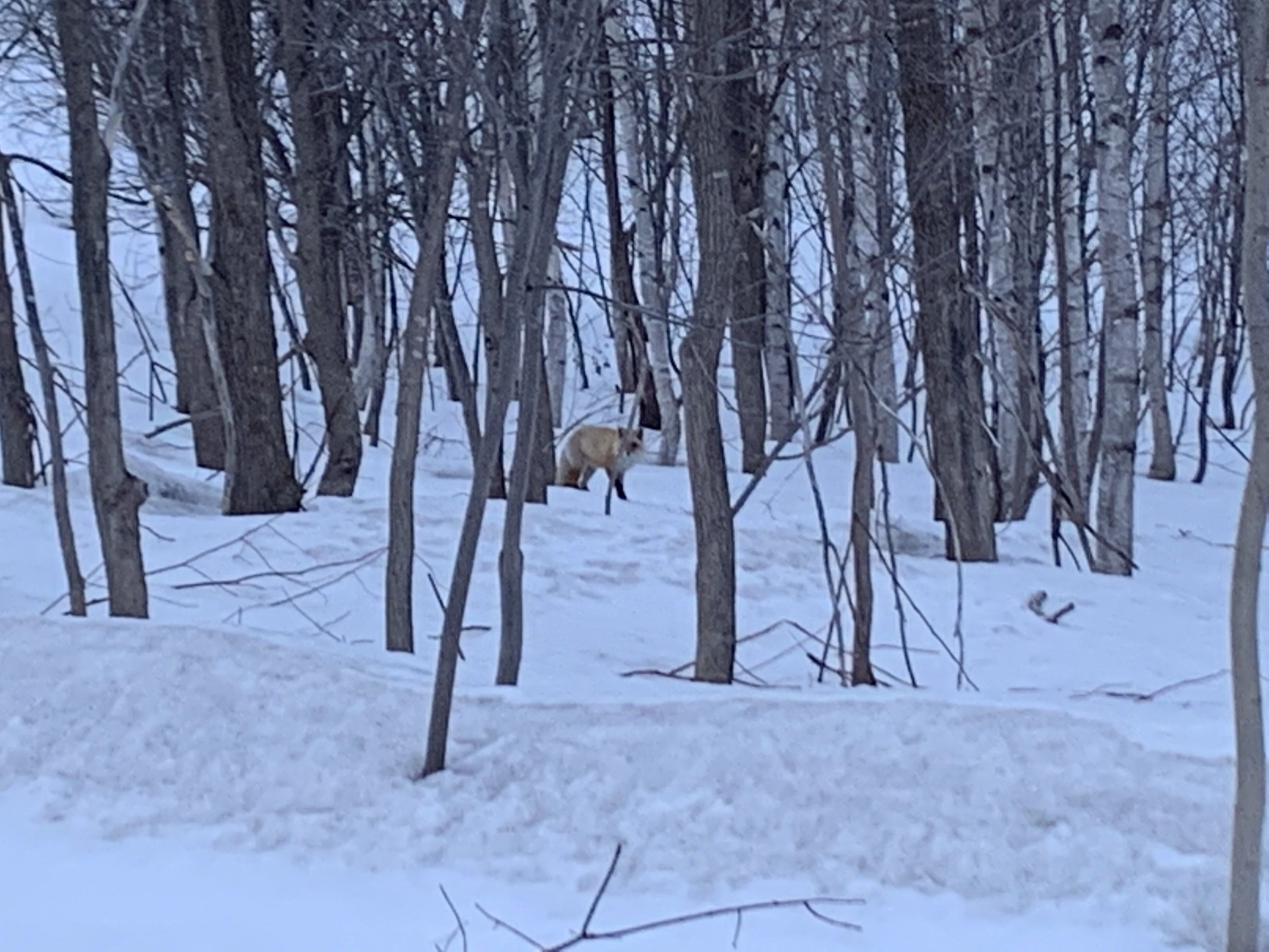 A snowy forest scene with a fox visible in the distance.