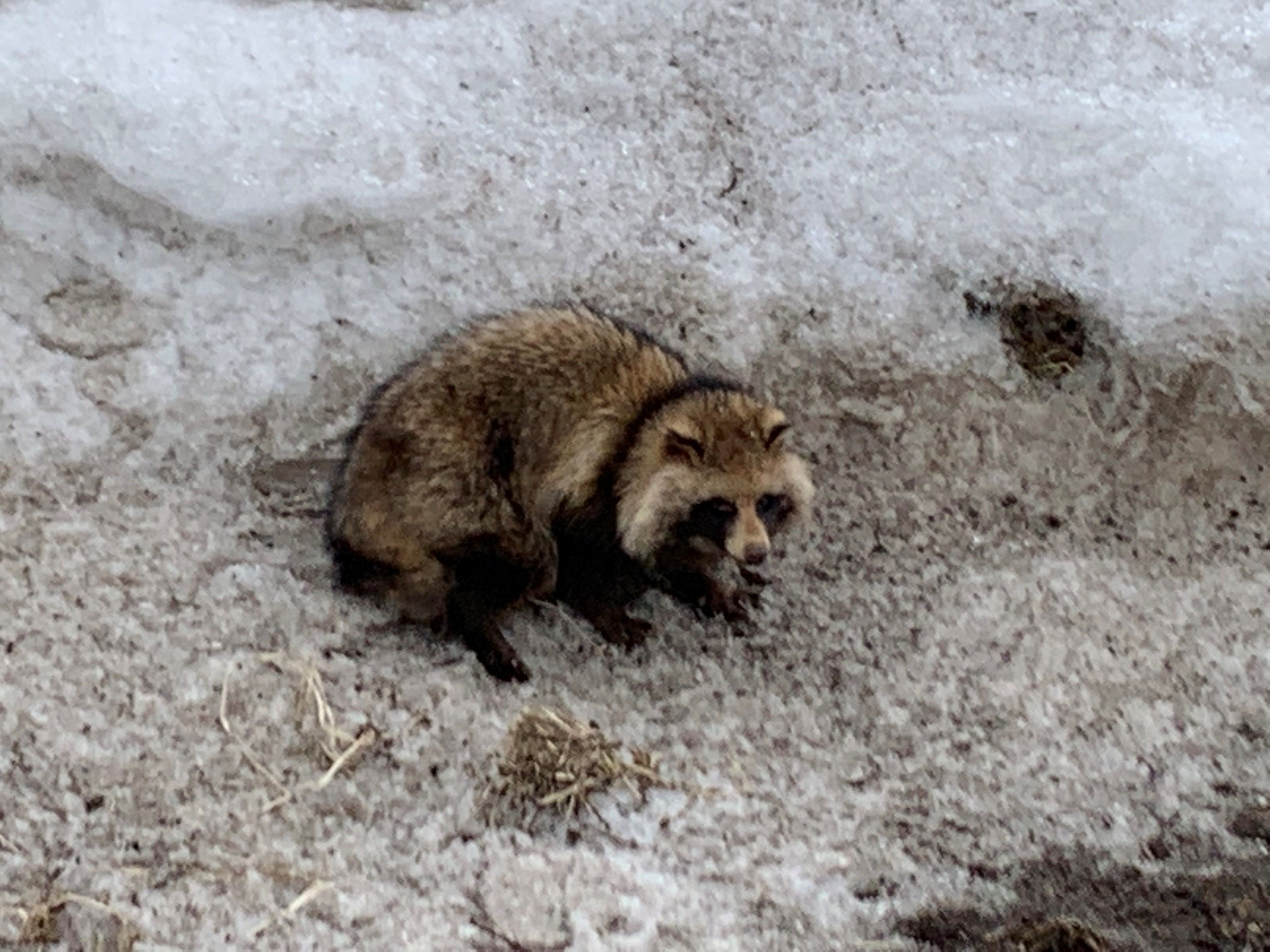 Un mapache sobre un suelo nevado.