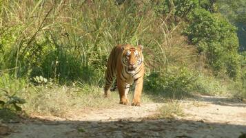 Avistaje de animales salvajes