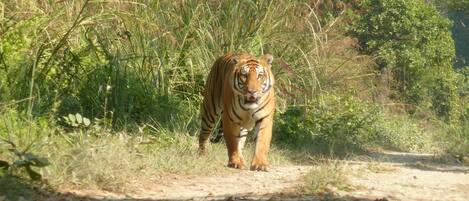 Observation dâanimaux